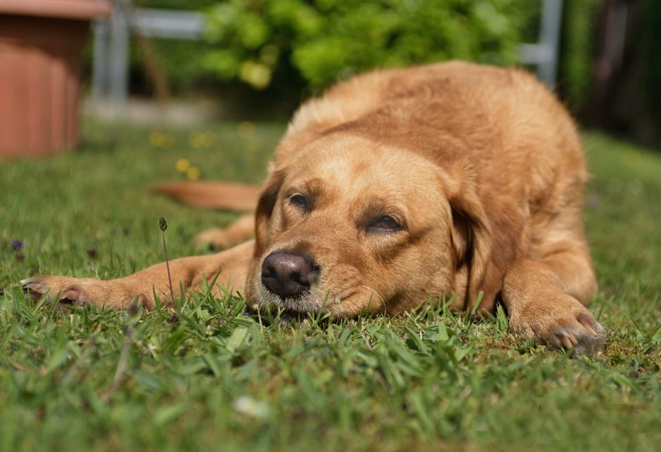 dog laying outside cooling mat camping