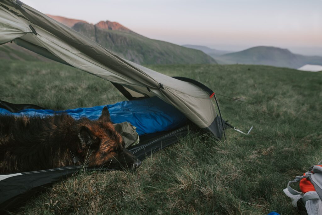 dog sleeping on bed inside tent camping