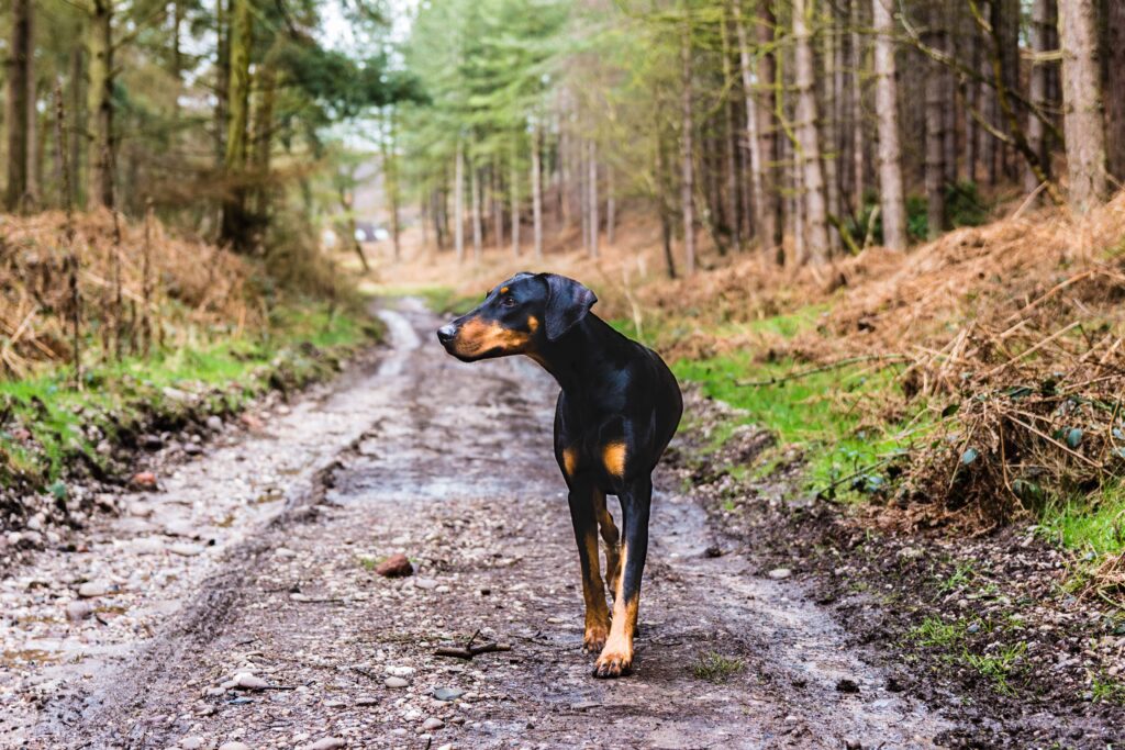 dog roaming campsite at night